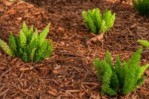 FOXTAIL FERNS